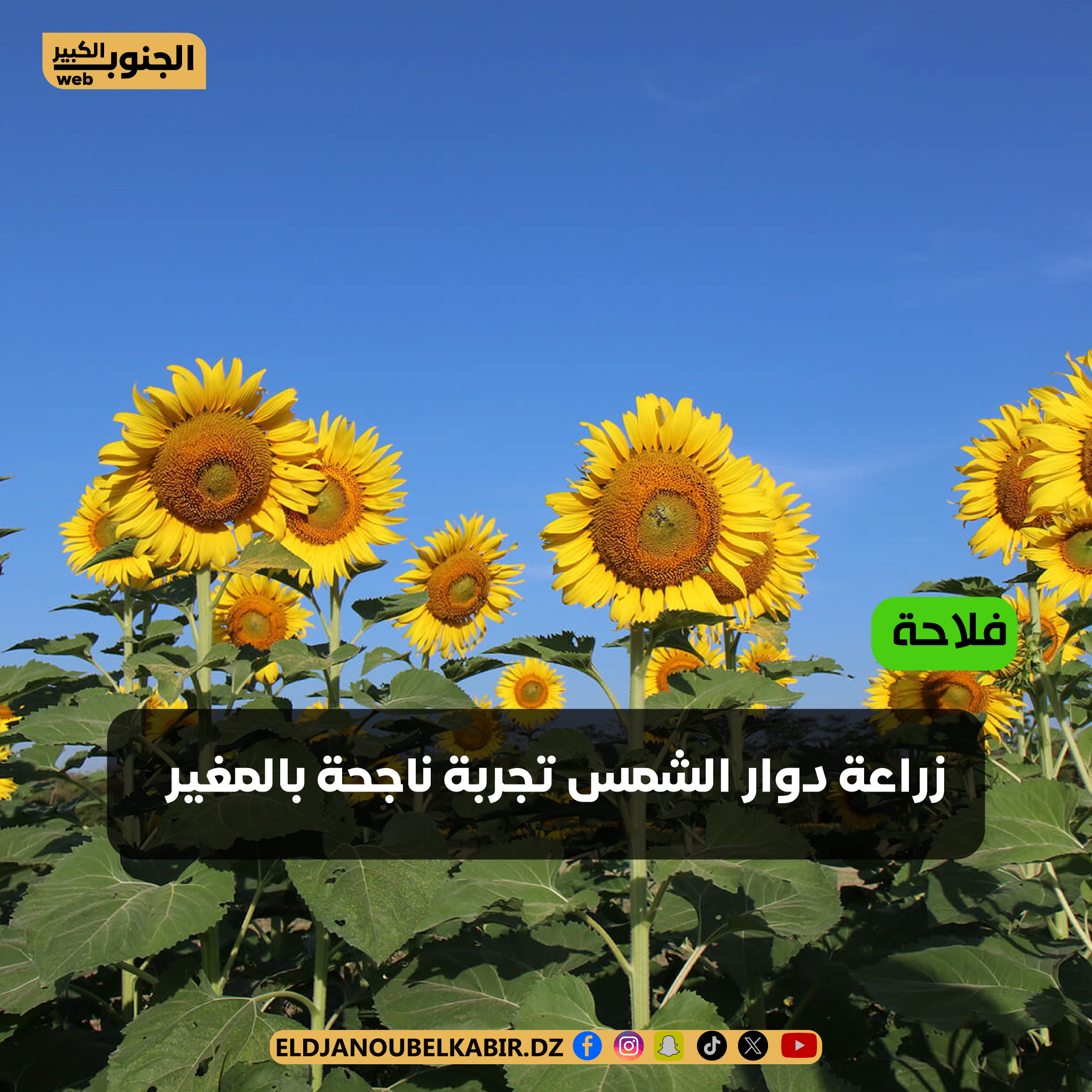 المغير / زراعة دوار الشمس تجربة ناجحة….مزرعة كيراغال انموذج
