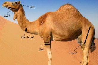 وسم الابل